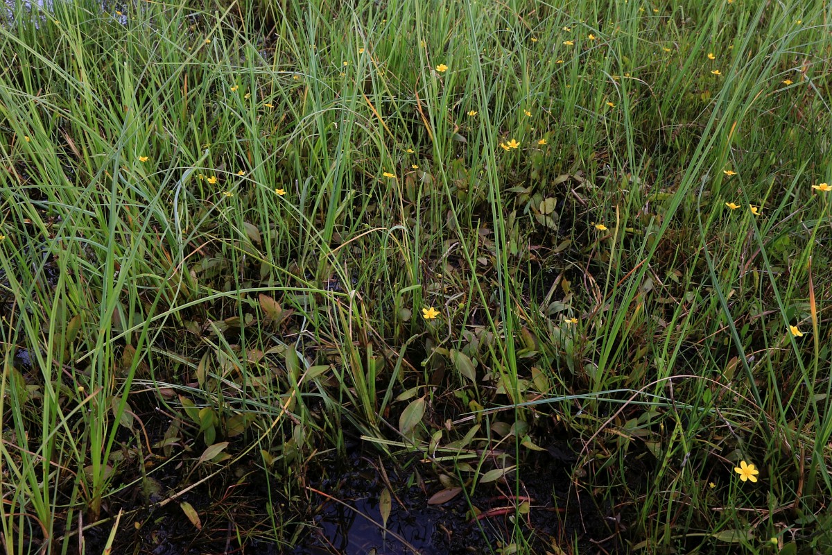 Potamogeton polygonifolius, Bog Pondweed